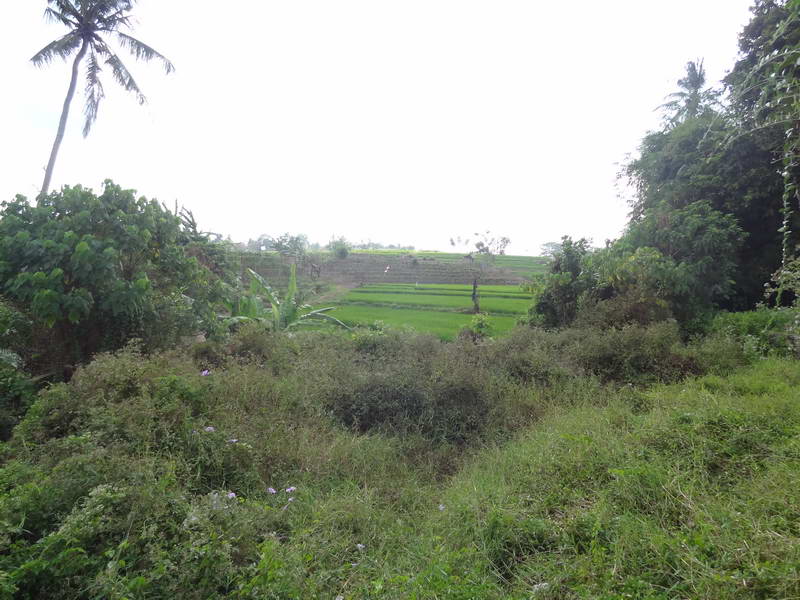 flcanggu64